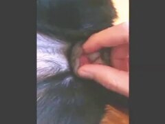 Animal Porn