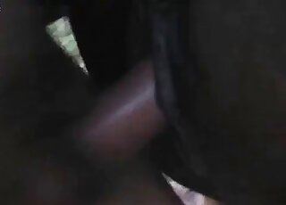 Doggy style position with an adorable horse