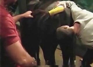 Butt sphincter of a pony licked by a male