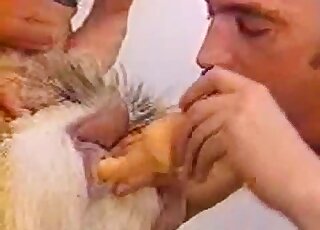 Buddy sucking and screwing his own canine