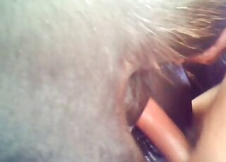 Buddy screwing female horse's wet hole in HD