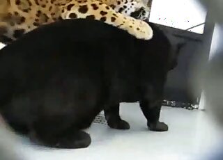 You're going to adore this horrendous zoo vid