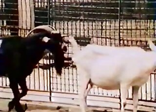 Intense zoophilic gape scene with a sexy goat