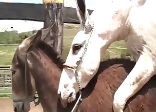 Nasty farm bestiality fuck with awesome animals