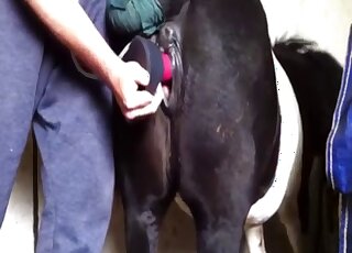 Hot bestiality is going to get even hotter