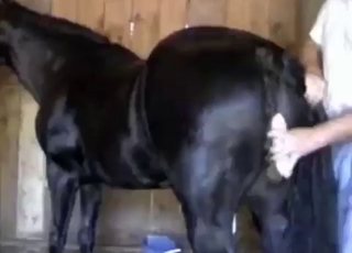 Mare banging with a big black pussy gaped