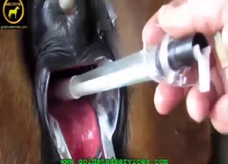 Hard fisting session for a brown fur mare slut