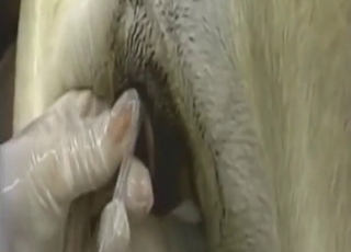 Kind-of educational vid with artificial insemination