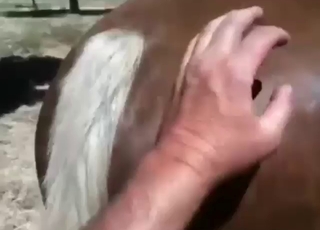 Brown mare is about to enjoy some fingering