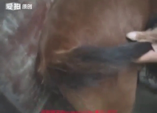 Dude sets his sights on a mare's hot-ass vag