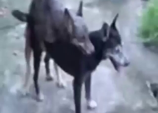 Hot and naked dogs are about to fuck hard