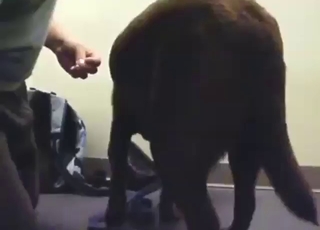 Sexy animal is going to take dick from behind