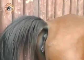 Outrageous fucking mare wants to get fucked