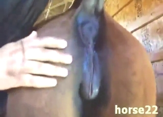 MILF mommy of a mare gets fisted super-hard