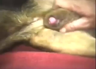 Animal is letting him jerk that dick off hard