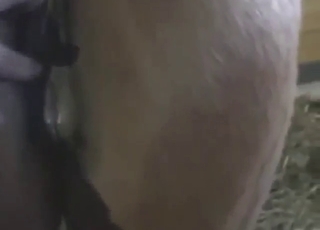 Mare's wet vag will be gaped by a sexy guy