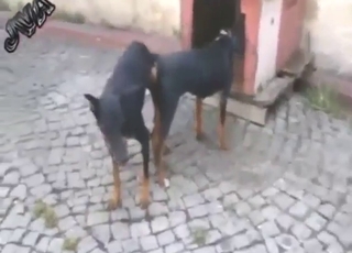 Animals frolic outdoors and fuck with zeal