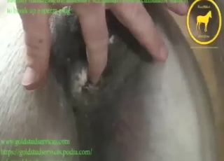 Dude fisting the living hella outta this animal