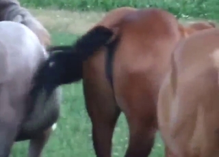 Every mare pussy looks great, it's just so hot