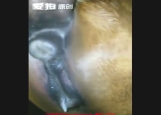 Mare's moist vag gets fucked by a horny dude