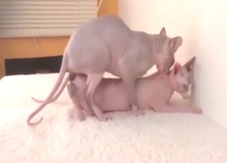 Passionate encounter with Sphinx cats cumming