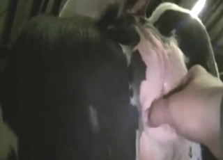 Cow pees itself during the hardest fucking