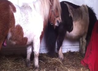 Zoophile sucks off a pony in a kinky gay video