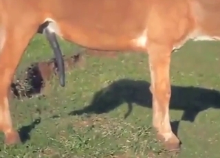 Fresh air, outdoor donkey vs mare fucking session