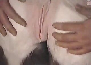 Sexy farm animal looks so fuckable