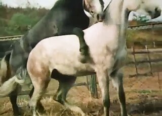 Sexy black horse fucks with a white one at the farm