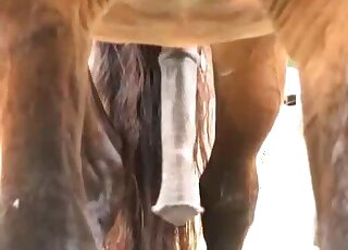 A beautiful horse has a very massive hard penis