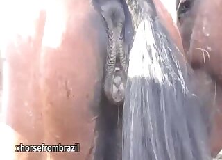 Sensual horse and a hot pony have gorgeous porn