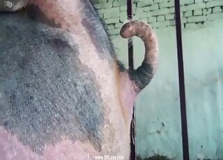 Farm beast fucked her twat in the doggy style