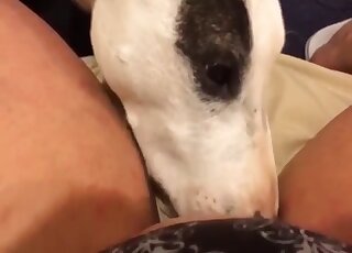 White dog licks her wide-opened wet vagina
