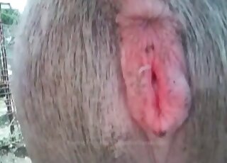 Awesome animal beastiality fun with close-ups