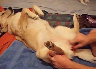 Setting up my pup for filthy zoo fucking XXX